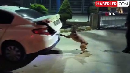 Afyonkarahisar'da 21 Buçuk Kilogram Uyuşturucu Ele Geçirildi