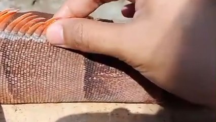 Oddly captivating video of woman helping iguana get rid of old skin