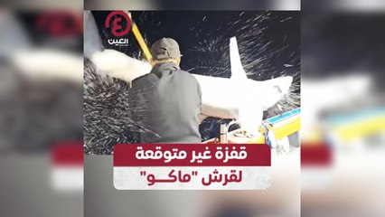 قفزة غير متوقعة لقرش "ماكو"