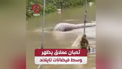 ثعبان عملاق يظهر وسط فيضانات تايلاند