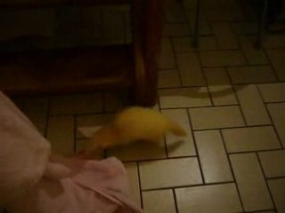 Jesse James la furette