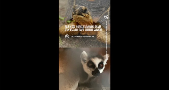 Plus de 900 tortues et lémuriens sauvés d'un trafic d'espèces sauvages et rapatriés vers Madagascar
