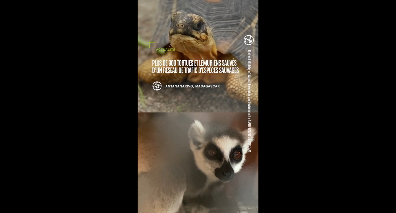 Plus de 900 tortues et lémuriens sauvés d'un trafic d'espèces sauvages et rapatriés vers Madagascar