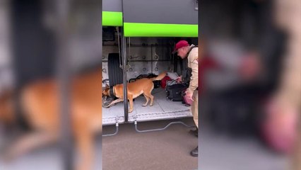 Com auxílio de cão farejador, BPRv apreende maconha em ônibus
