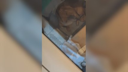 Una cachorra viajera mira hacia arriba en un tren y lo que se encuentra la deja totalmente inmóvil