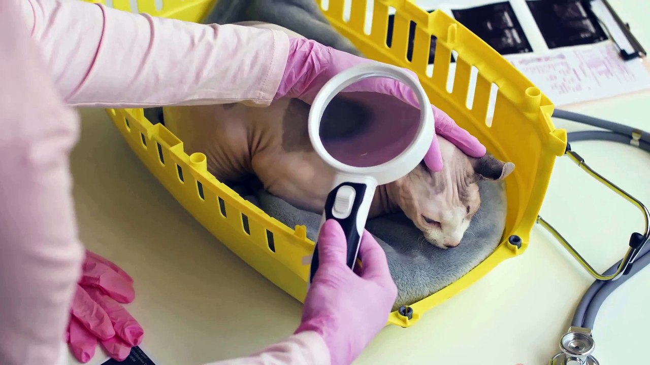 Spotting and Treating FIP in Cats