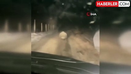 Elazığ'da Koruma Altındaki Oklu Kirpi Görüntülendi