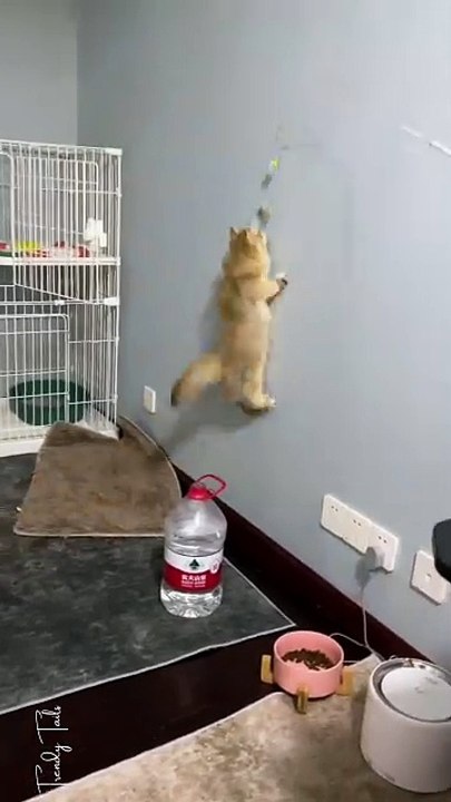 The spider kitty cat