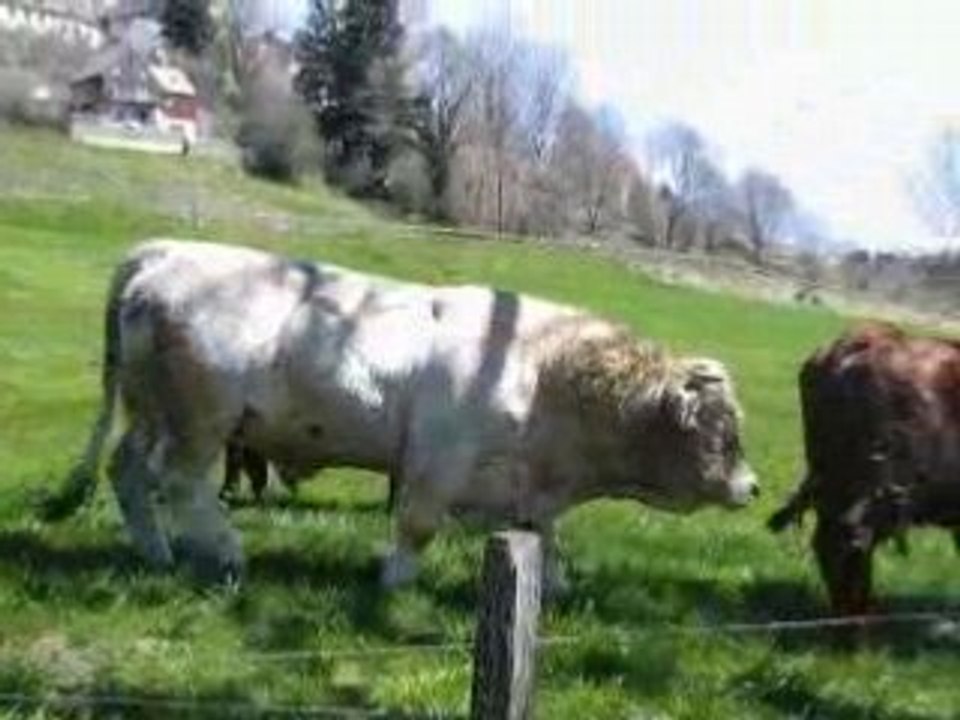 AUVERGNE Tour d'Auvergne 26 avril 2008 MVI_0021