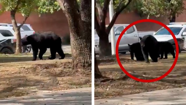 Monterrey: Familia de osos es captada paseando por las calles