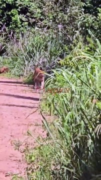 Leitor flagra onça-parda na região da Fazenda Santa Maria, em São Carlos.