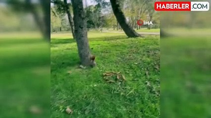 Bir Vatandaş Sincabı Ellerile Besledi