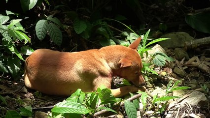 EP.260 - Chuva pesada! Sem abrigo, sem comida selvagem