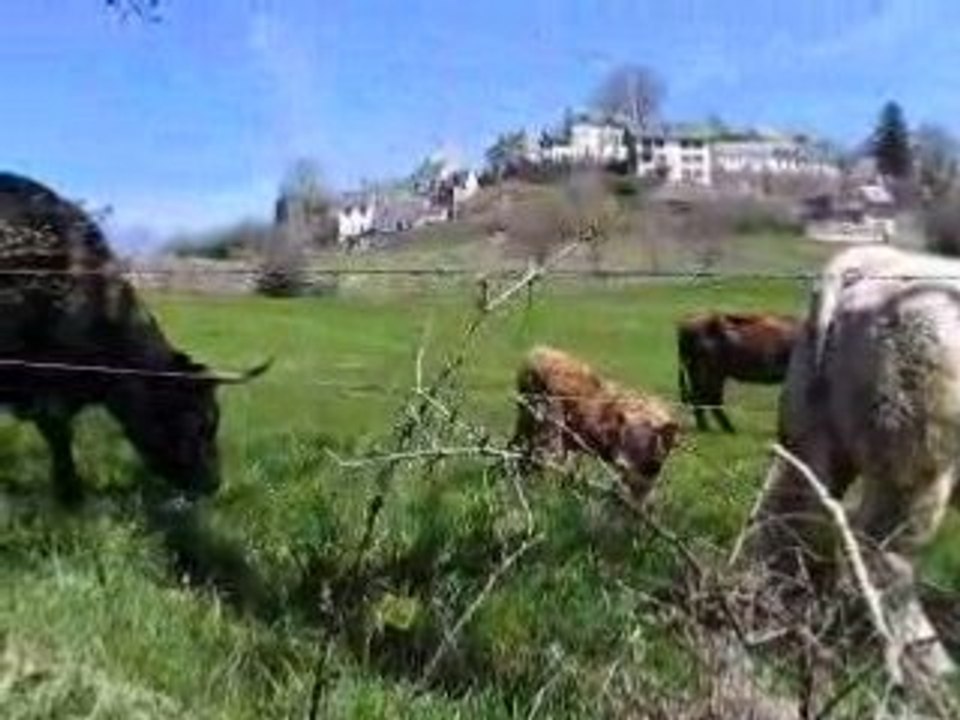 Tour d'Auvergne / vaches salers  MVI_0022