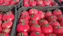 🔴اسعار الطماطم🍅🍅 اليوم من سوق الجملة بواد سوف.