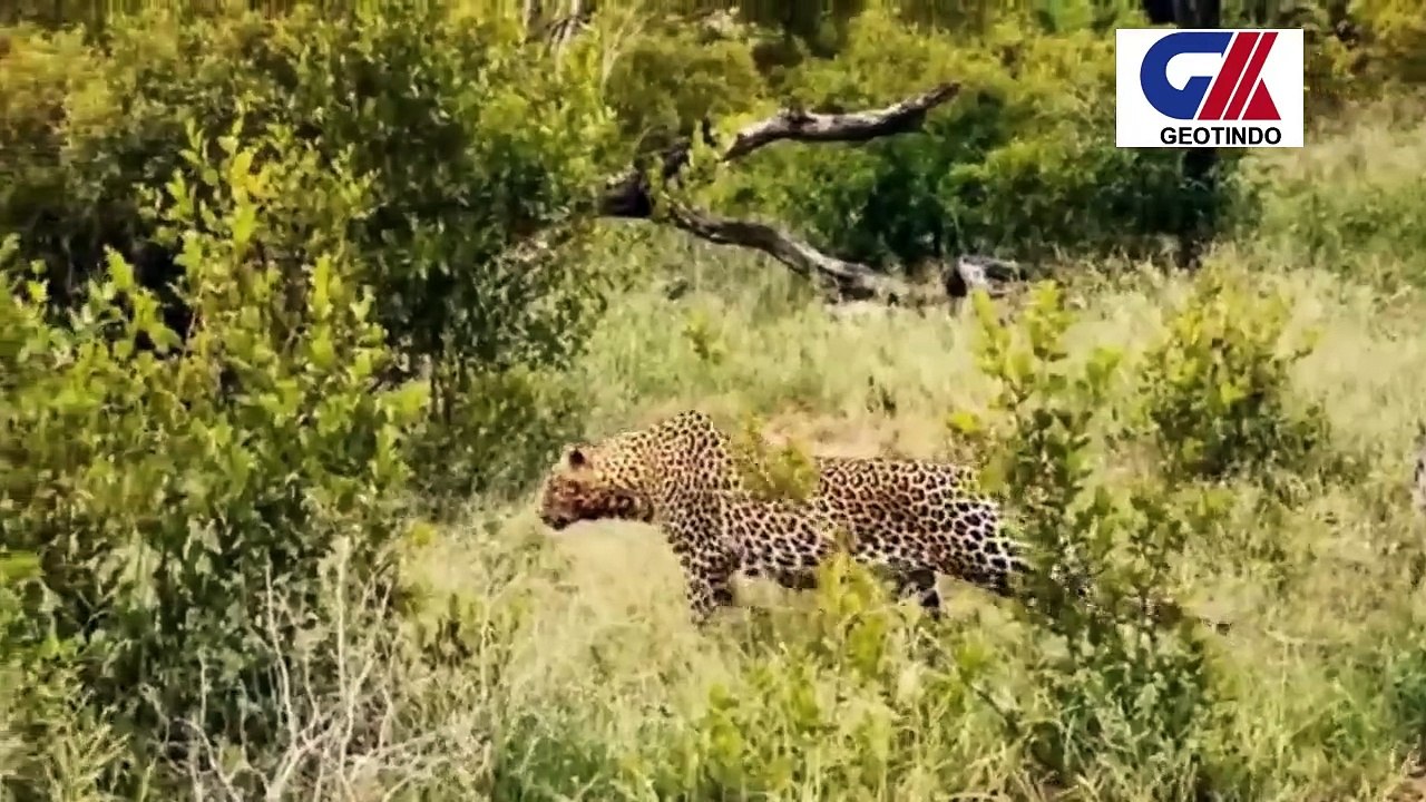 BRAVE WARTHOG
