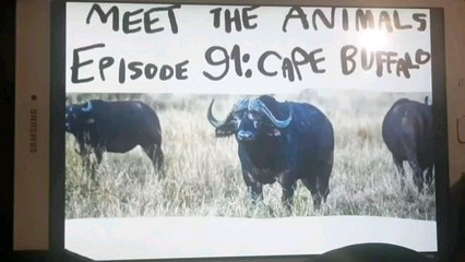 Meet The Animals 91: Cape Buffalo