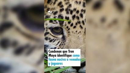 Condenan que Tren Maya identifique como fauna nociva a venados y jaguares