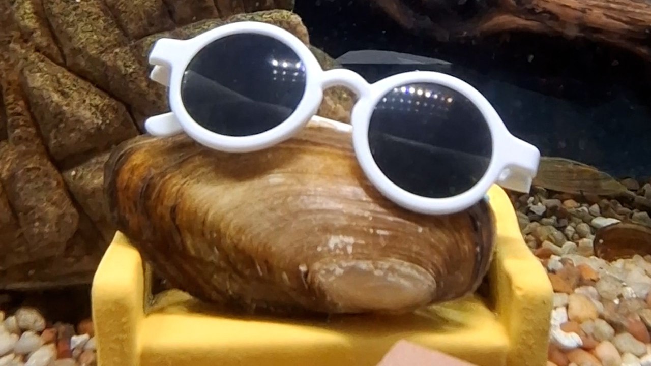 Dodo Producer Interviews Maurice The Clam And His 'Unique' Family