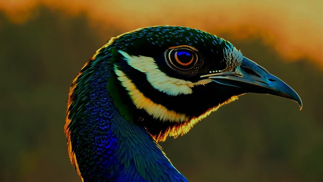 Colorful Birds OLED Demo HDR 8K Ultra HD Dolby Vision™ 60fps
