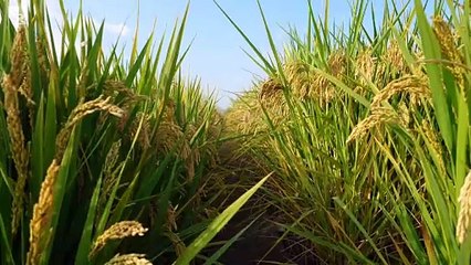Paddy field beautiful view