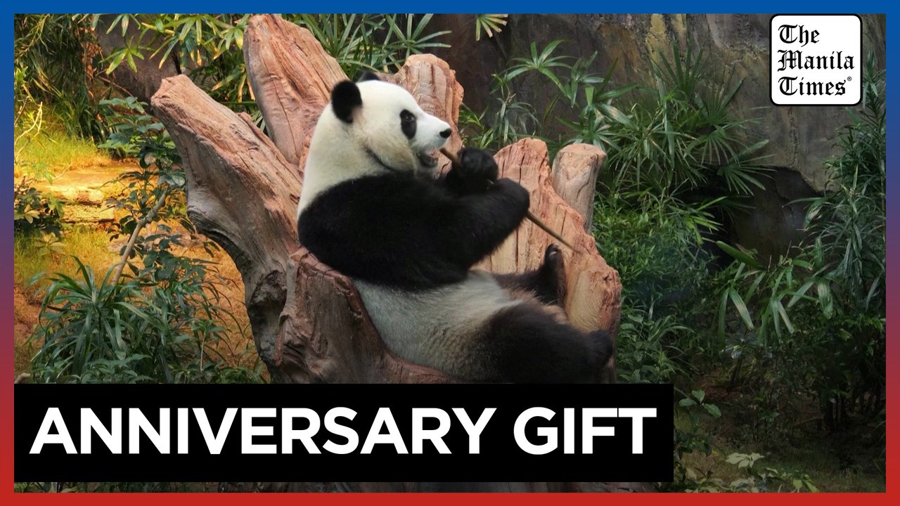 New giant pandas unveiled to media in Hong Kong ahead of public debut