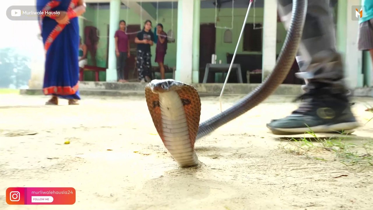 See how the terrible black cobra snake was lurking in this house..😱🐍 Dangerous Black Cobra Snake Rescue