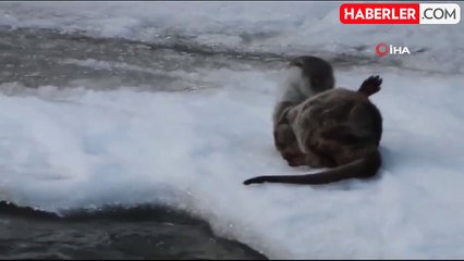 Nesli Tehlikede Su Samuru Erzurum'da Kar Keyfi Yaptı