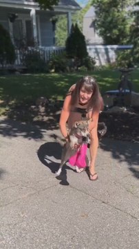 La felicidad de este perro que pudo volver a caminar como los demás, después haber perdido dos de sus patitas