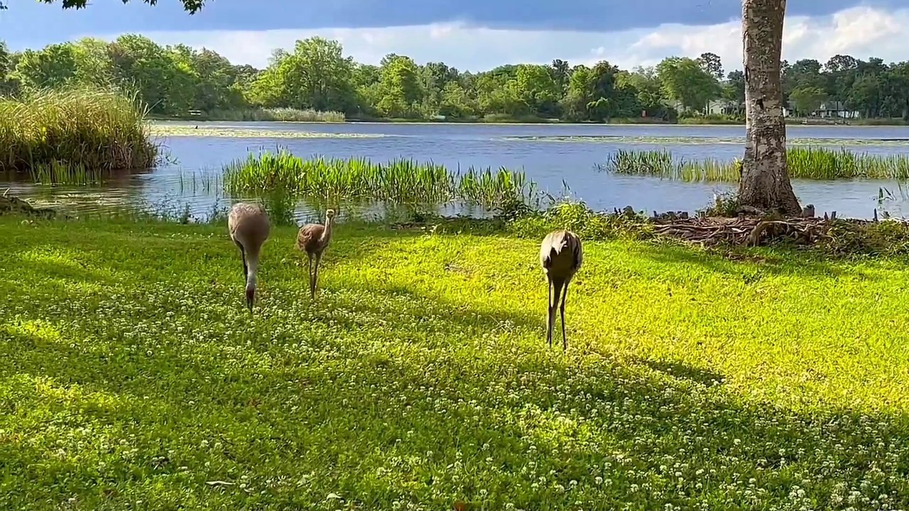 Âm nhạc thư giãn trị liệu với cảnh đẹp nhân gian - Nhạc piano nhẹ nhàng cùng mùa Thu