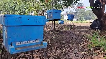 शेतात मधमाशा आल्या अन् उत्पादन वाढलं