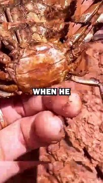 CRAB RESCUE! #animals #animalstories #pets #animalrescue #cute #cuteanimals #natureglobal