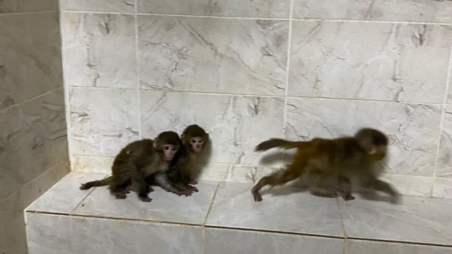 Bu da oldu: Bu kez de ülkeye yasa dışı yollarla maymun soktular