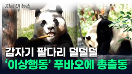 '계속 몸 떨어' 푸바오에 무슨 일이...중국 웨이보까지 들썩 [지금이뉴스] / YTN