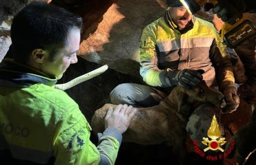 Cane da caccia salvato a Ballao dopo 24 ore