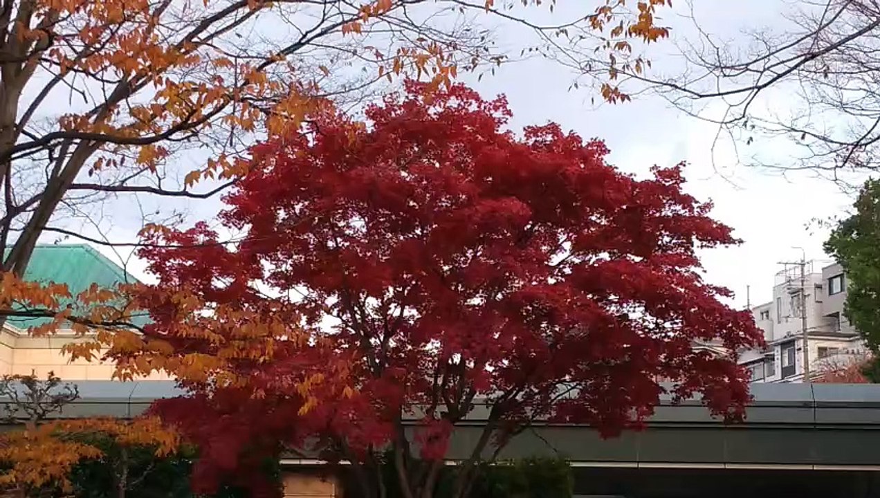 紅葉2024