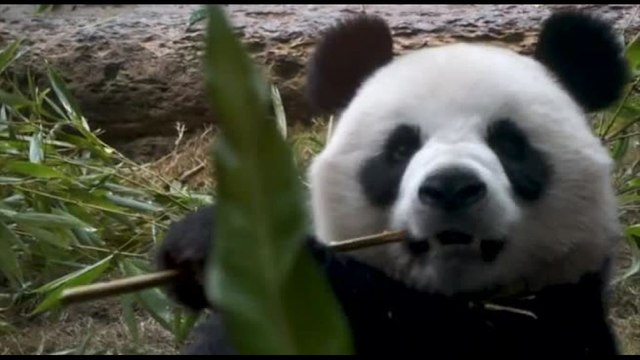 An An e Ke Ke, due nuovi panda giganti donati da Pechino ad Hong Kong