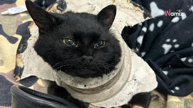 Un chat se coince dans un tuyau d'évacuation : toute une équipe de pompiers se mobilise pour le sauver