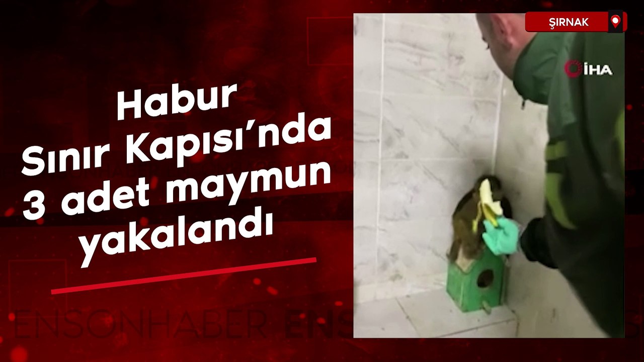 Şırnak Habur Sınır Kapısı'nda 3 adet maymun yakalandı