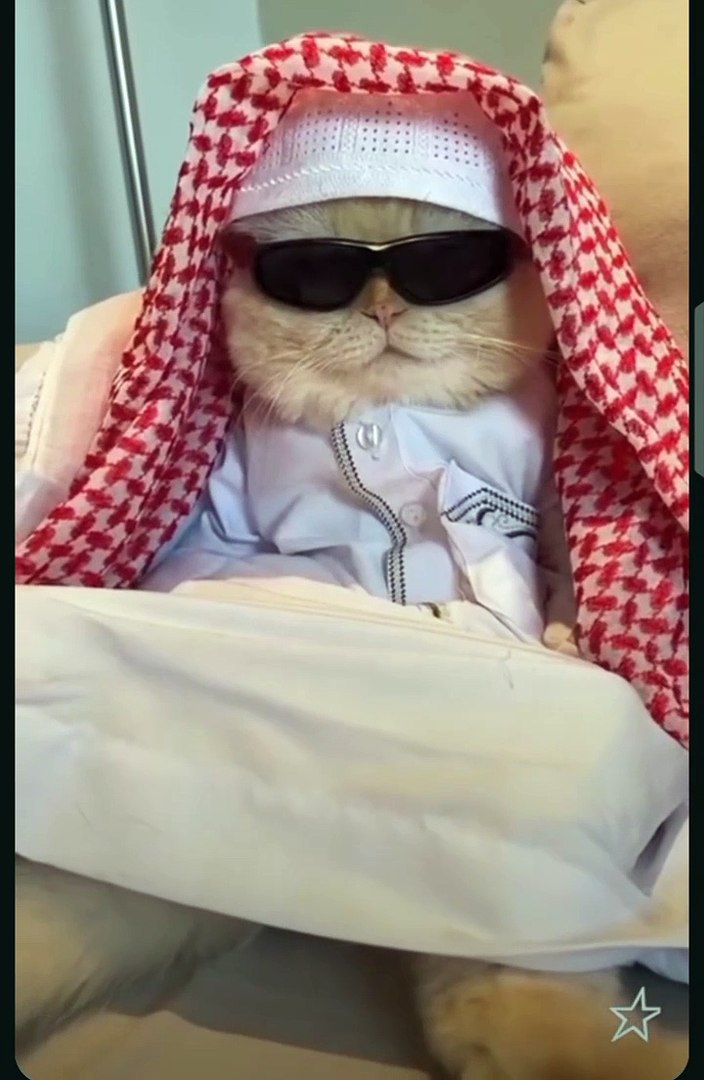 Entertainment#Videos funny