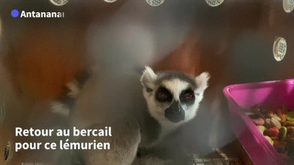Retour à Madagascar de lémuriens et tortues en danger d'extinction