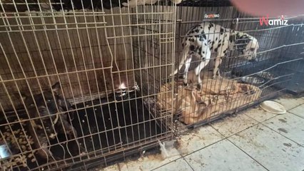 Meurthe-et-Moselle : des animaux ont été découverts dans des conditions de vie intolérables