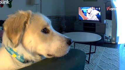 Owner leaves Golden Retriever at home,  checks camera and can't believe her eyes