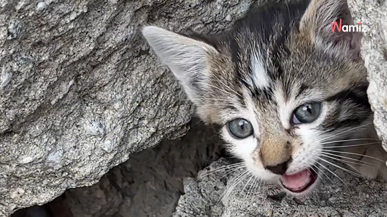 Woman hears noises in the garden, thinks it's a bird but soon discovers it's not
