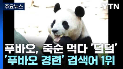 푸바오, 죽순 먹다 '덜덜덜'...관람객들이 먼저 알려 / YTN