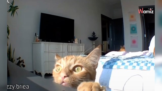 Katze hört Frauchens Stimme: Millionen lachen sich über dieses Video schlapp!