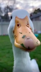 Fun Cooking Duck 🦆 5 #funny #Duck #funnyAnimals #amazin  #Duck