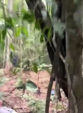 Homem tenta se esconder em cima de árvore após ser condenado por estuprar enteada