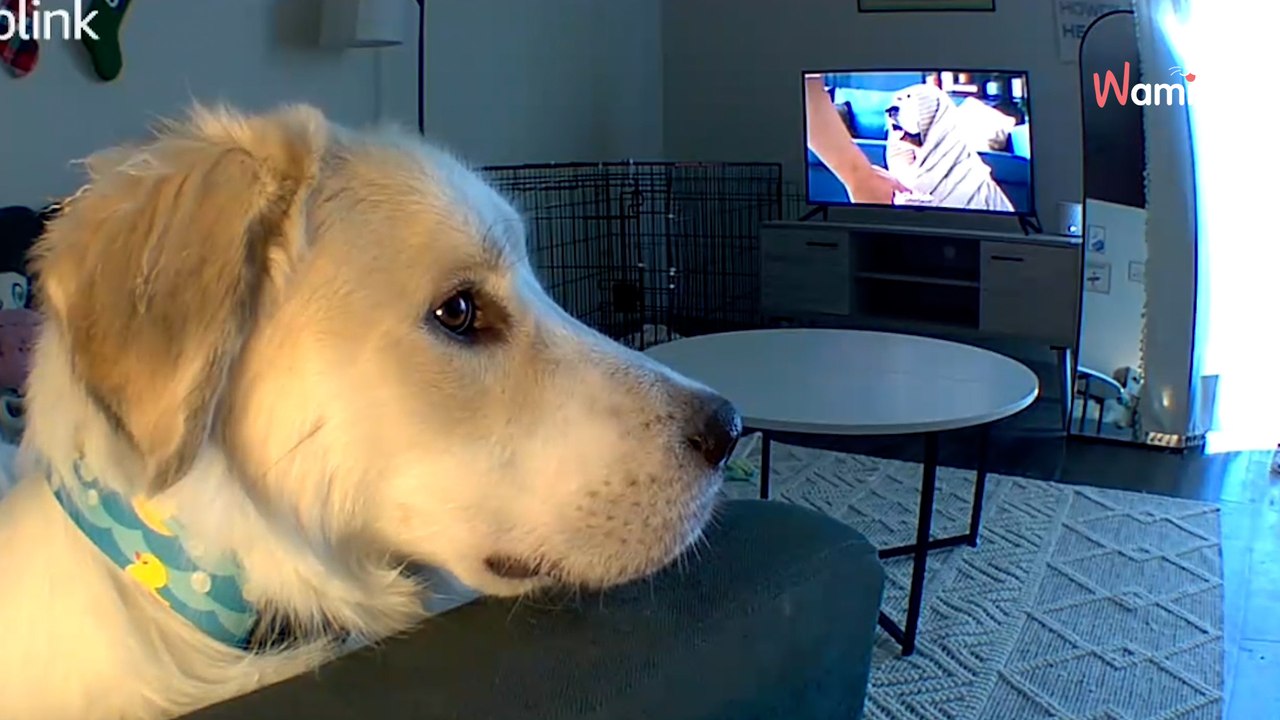 Frau lässt ihren Golden Retriever zu Hause: Seine Reaktion macht eine Million User sprachlos