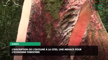 [#Reportage] Gabon : l’inscription de l’Okoumé à la CITES, une menace pour l’économie forestière
